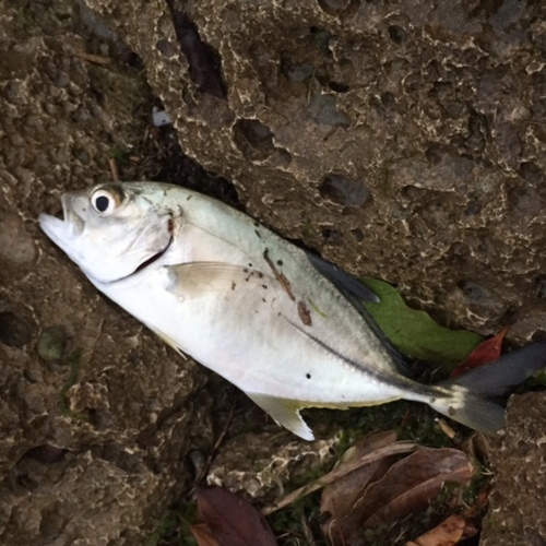 近所の河口でメッキ