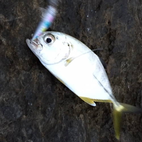 本日の釣果 メッキ & タチウオ 