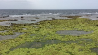 干潮の宮城海岸