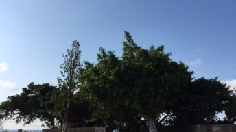きゆな