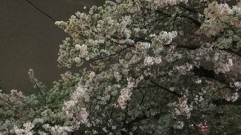 サクラ