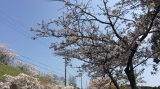 さくら