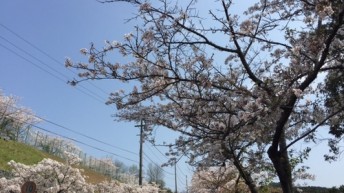 さくら