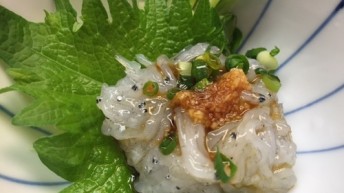 しらす