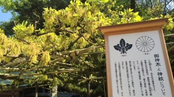 御神木