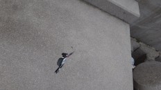 釣れた