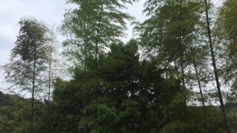 墓参り