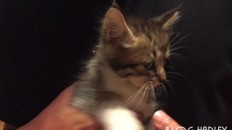 にゃんこ