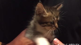 にゃんこ