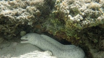 ウツボ？