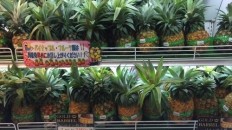 ゴールドバレル