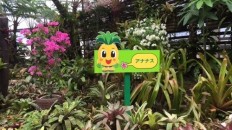 パイナップル