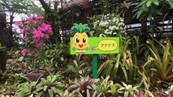 パイナップル