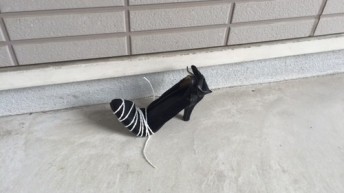 なんだこれ？