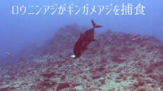 ロウニンアジ捕食シーン