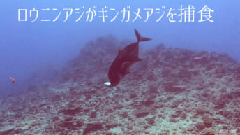 ロウニンアジ捕食シーン