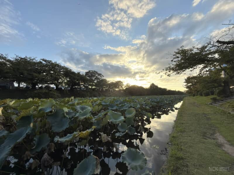 舞鶴公園