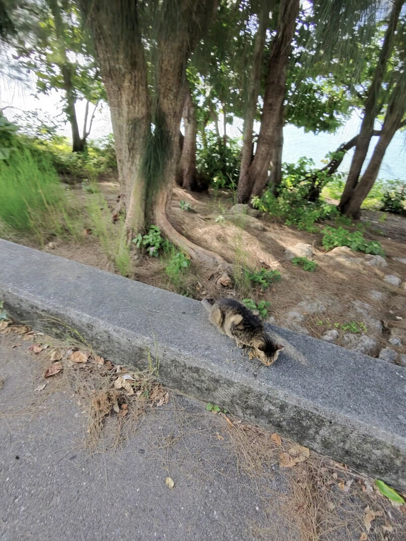 猫の道