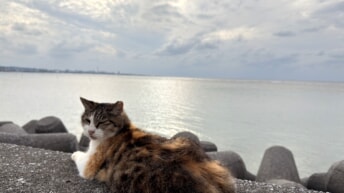 まどろむ猫