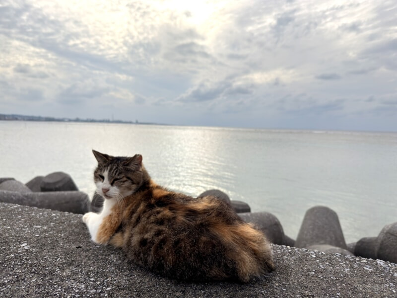 まどろむ猫