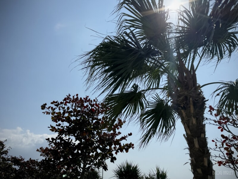 公園