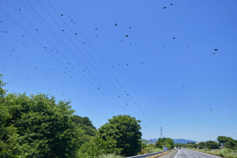 カラス