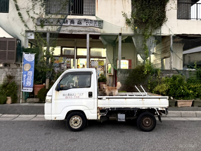 大朝商店前のわんこ