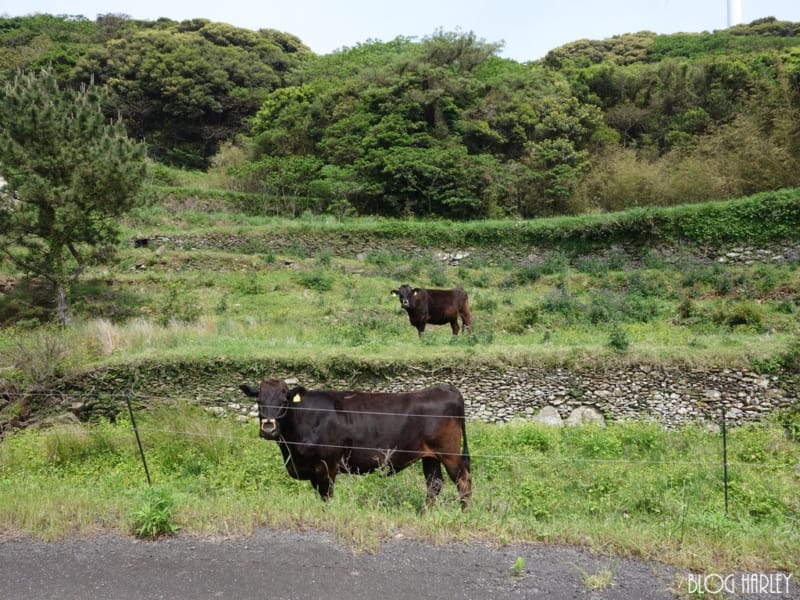 的山大島